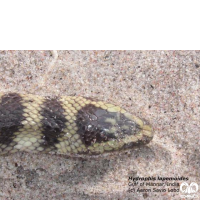 گونه مار دریایی خلیج فارس Persian Gulf Sea Snake 